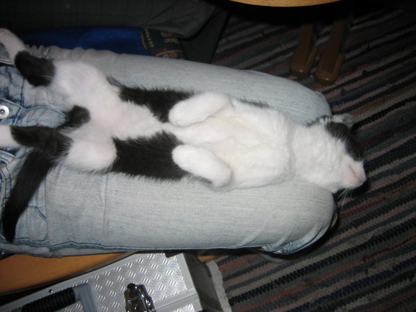 Meine Katze "Rocky" - 