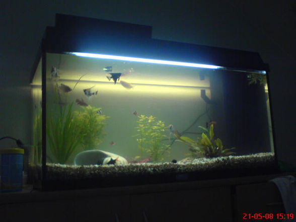 Mein Aquarium !!!!! - 