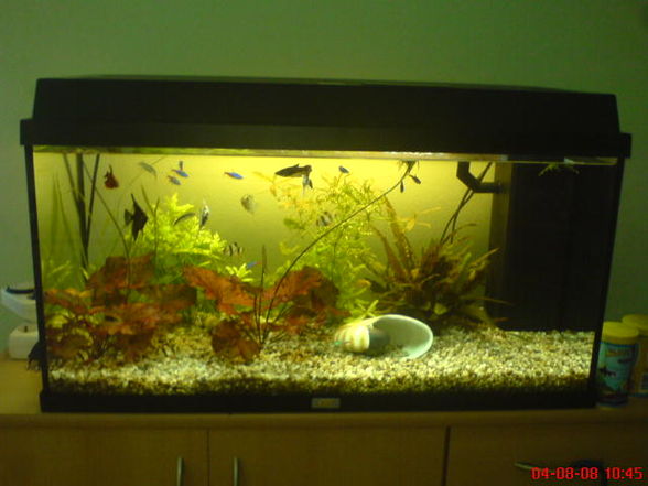 Mein Aquarium !!!!! - 