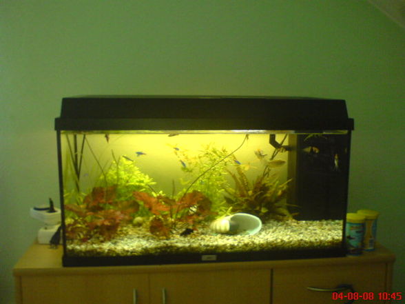 Mein Aquarium !!!!! - 