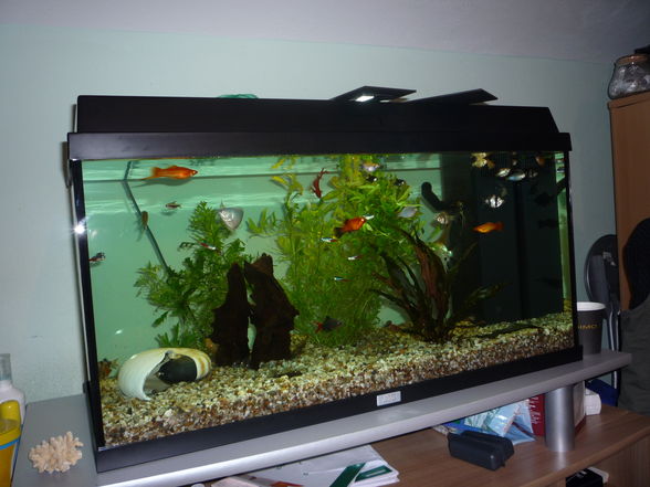 Mein Aquarium !!!!! - 