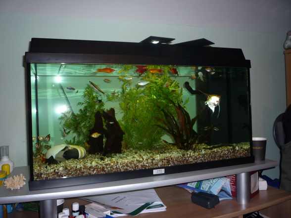 Mein Aquarium !!!!! - 