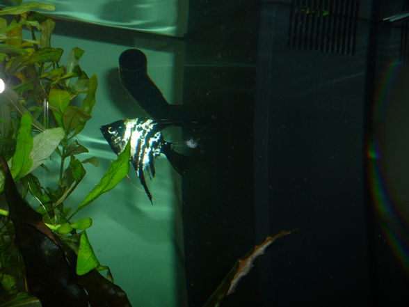 Mein Aquarium !!!!! - 