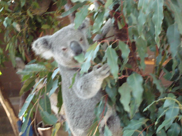 Australien - Martin auf großer Tou - 