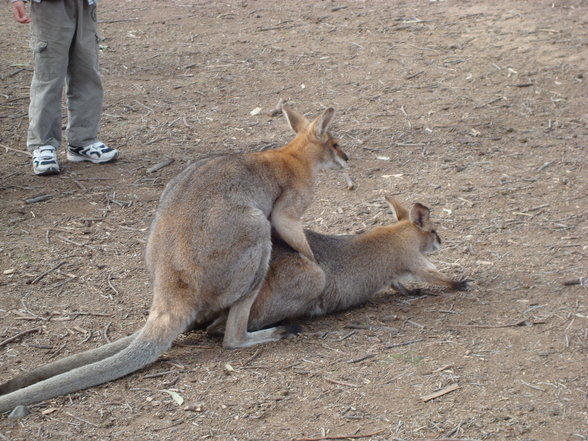 Australien - Martin auf großer Tou - 