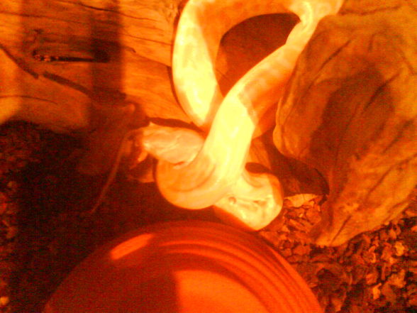 0.0.1. Python morulus bivittatus albino - 