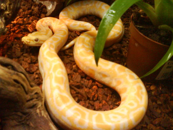 0.0.1. Python morulus bivittatus albino - 