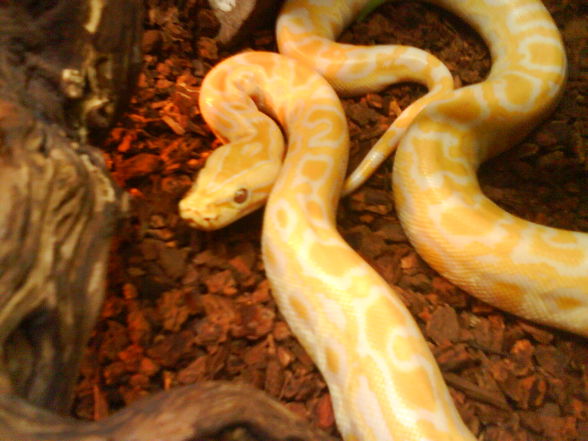 0.0.1. Python morulus bivittatus albino - 