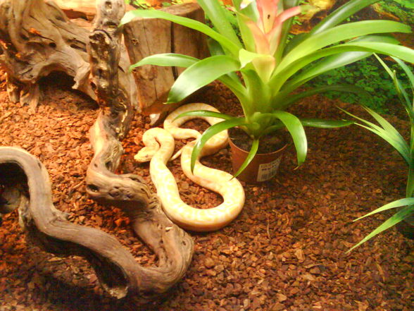 0.0.1. Python morulus bivittatus albino - 