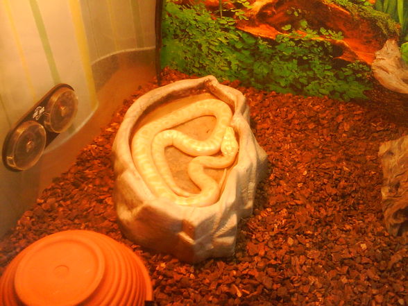 0.0.1. Python morulus bivittatus albino - 