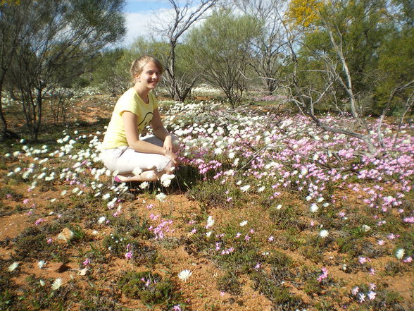 Wild Flowers - 