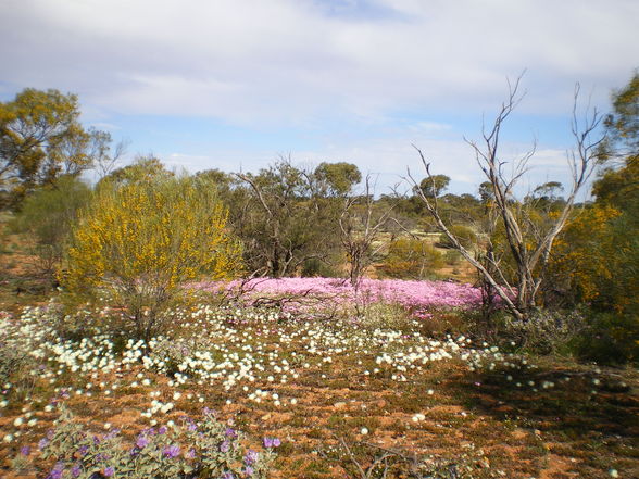 Wild Flowers - 