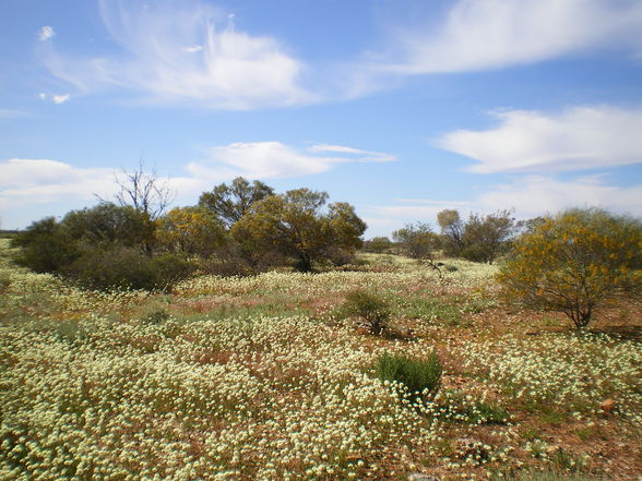 Wild Flowers - 