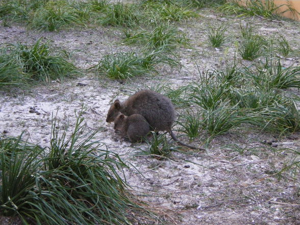 Rottnest - 