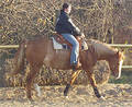 My horses - 