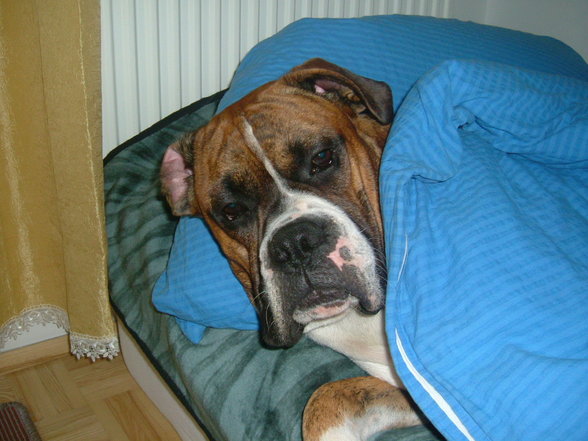 ares my boxer - 