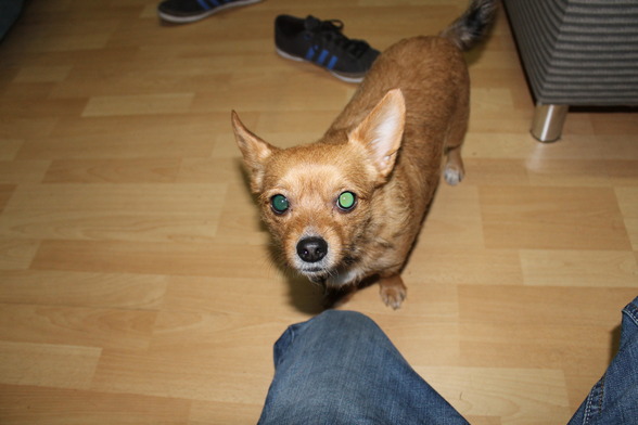 mein hund angelo - 