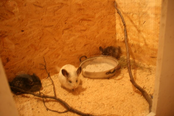 Meine Chinchillas - 