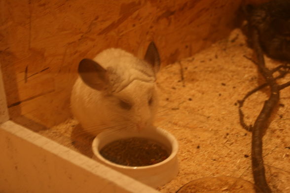 Meine Chinchillas - 