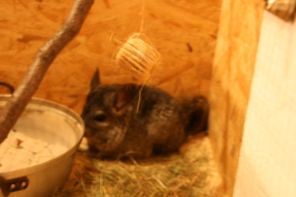 Meine Chinchillas - 