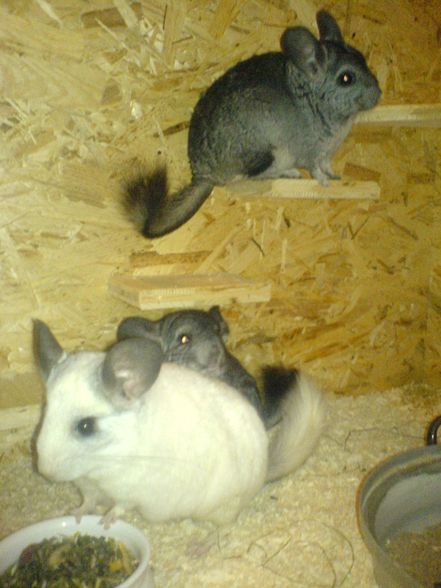 Meine Chinchillas - 