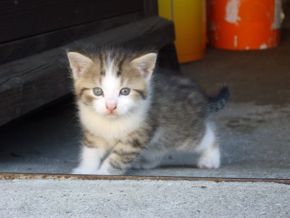 Mein Pferdchen und meine Tiere - 