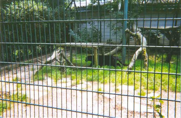 tierpark - 