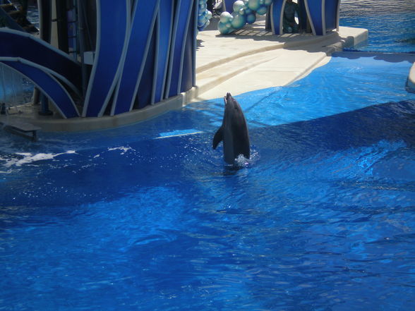 SEA WORLD - 