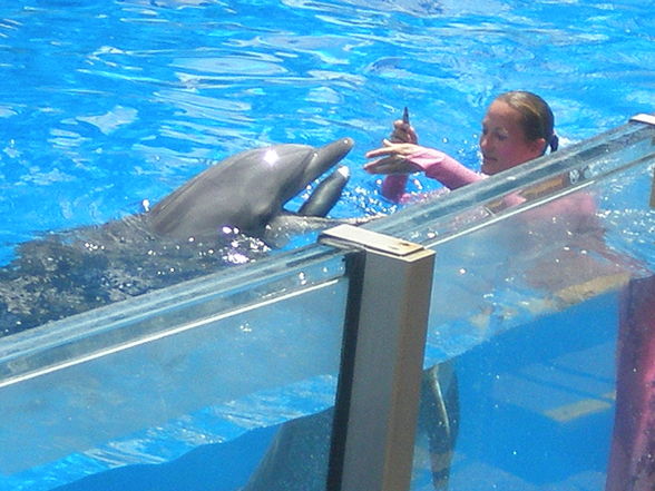 SEA WORLD - 