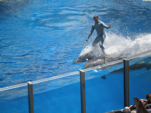 SEA WORLD - 