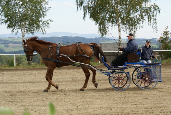  Vereinsmeisterschaft reiten und fahren - 