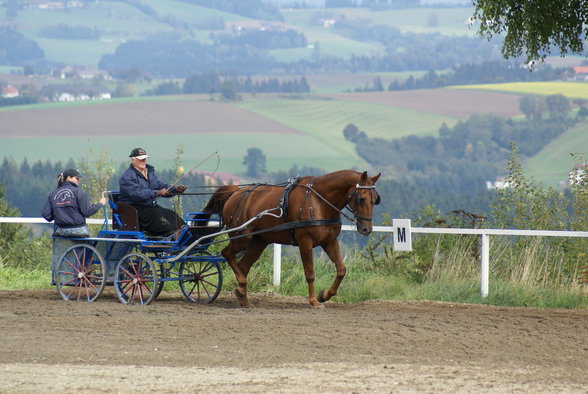  Vereinsmeisterschaft reiten und fahren - 