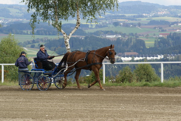  Vereinsmeisterschaft reiten und fahren - 