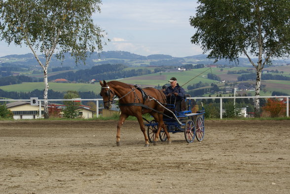  Vereinsmeisterschaft reiten und fahren - 