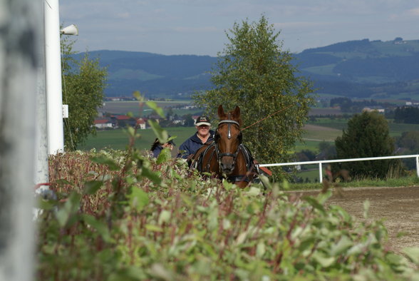  Vereinsmeisterschaft reiten und fahren - 