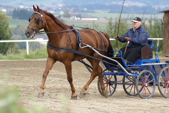  Vereinsmeisterschaft reiten und fahren - 