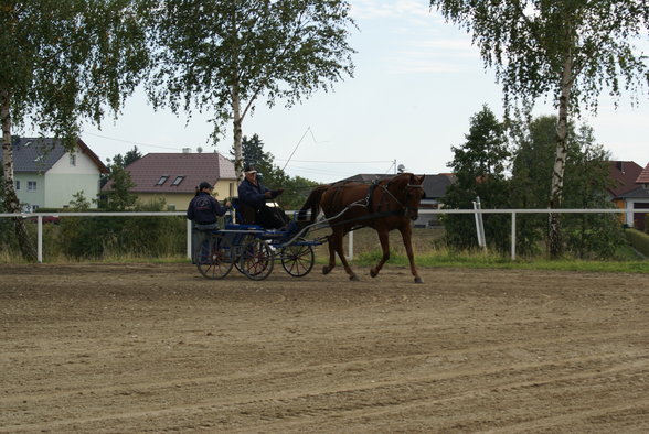  Vereinsmeisterschaft reiten und fahren - 