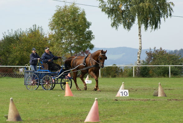  Vereinsmeisterschaft reiten und fahren - 