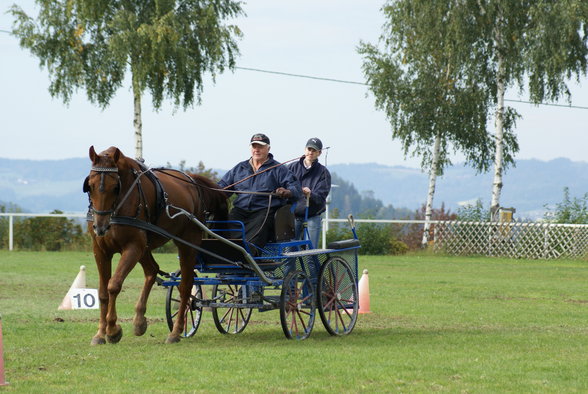  Vereinsmeisterschaft reiten und fahren - 