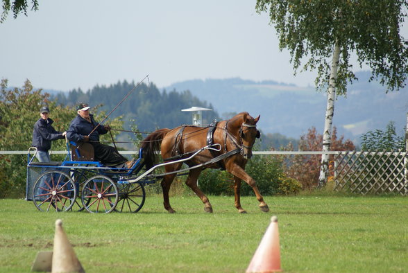  Vereinsmeisterschaft reiten und fahren - 