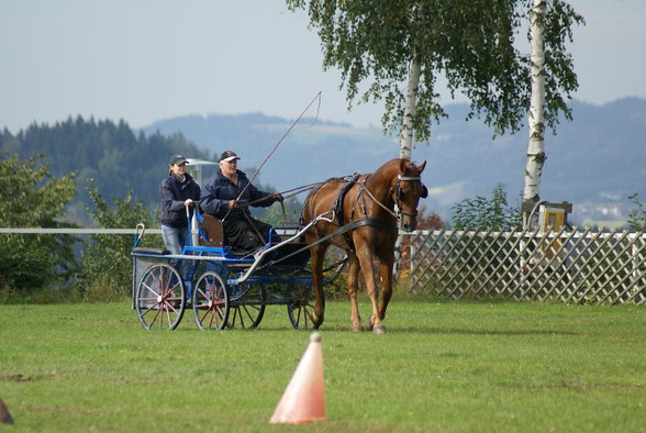  Vereinsmeisterschaft reiten und fahren - 