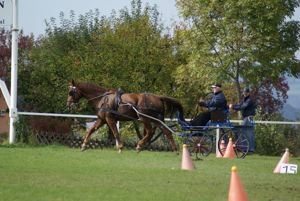  Vereinsmeisterschaft reiten und fahren - 