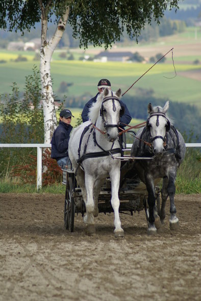  Vereinsmeisterschaft reiten und fahren - 