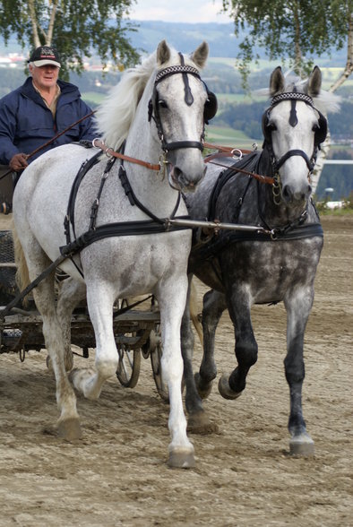  Vereinsmeisterschaft reiten und fahren - 