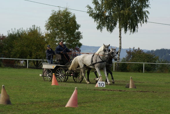  Vereinsmeisterschaft reiten und fahren - 