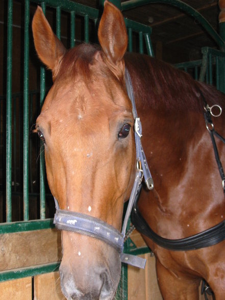  Vereinsmeisterschaft reiten und fahren - 