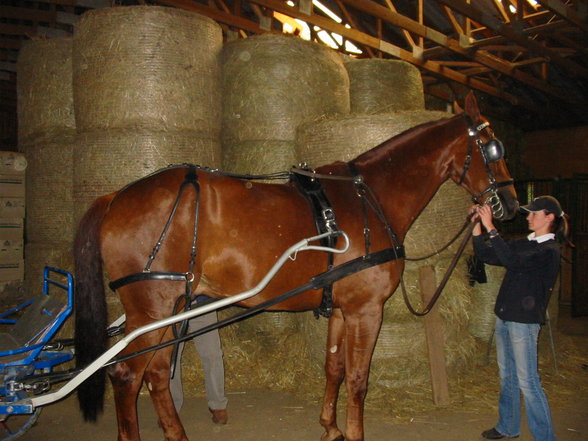  Vereinsmeisterschaft reiten und fahren - 