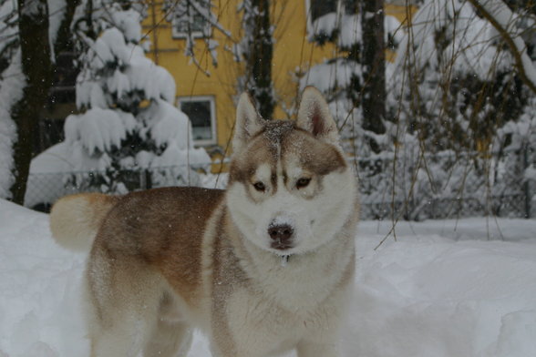 Huskies - 