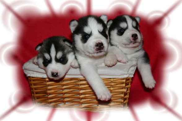 Huskies - 