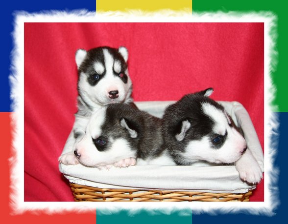 Huskies - 